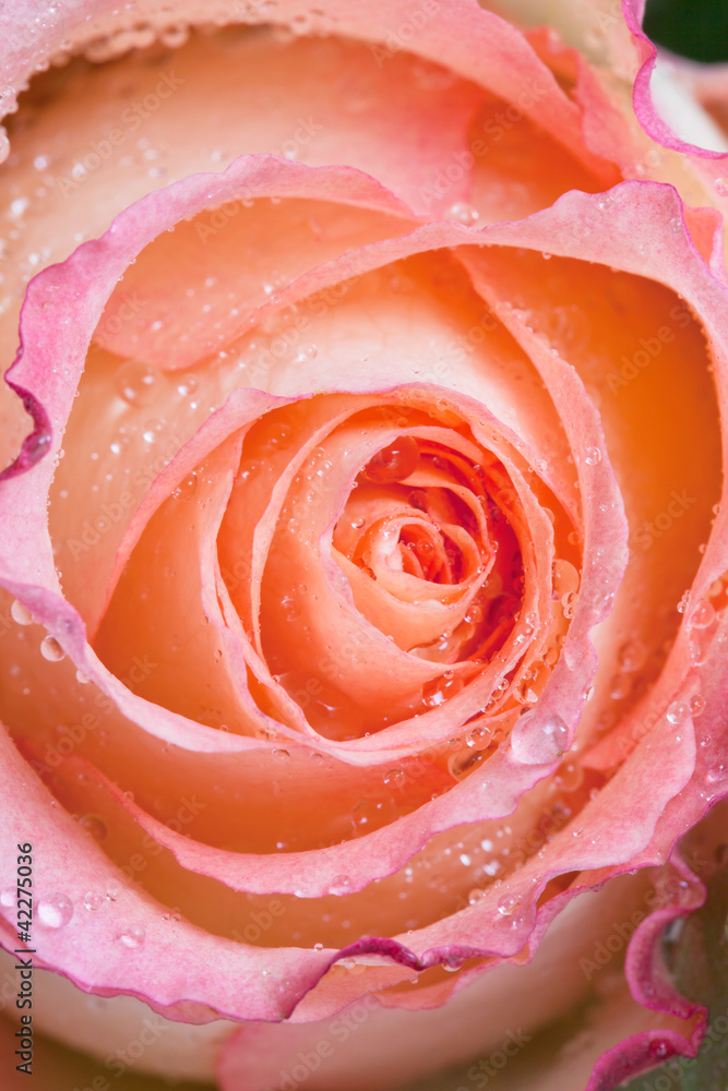 pink rose close up pink rose close up