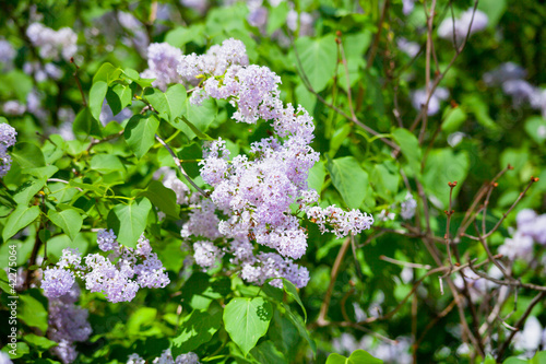 branch of lilac blossom