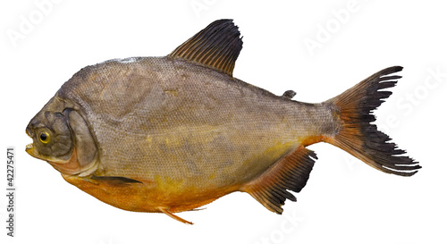 pacu fish isolated white