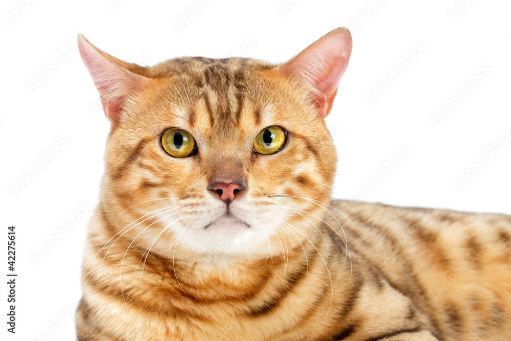 Cats  Bengal breed head.