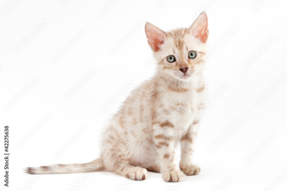 Kitten Bengal breed cat on light gray background.