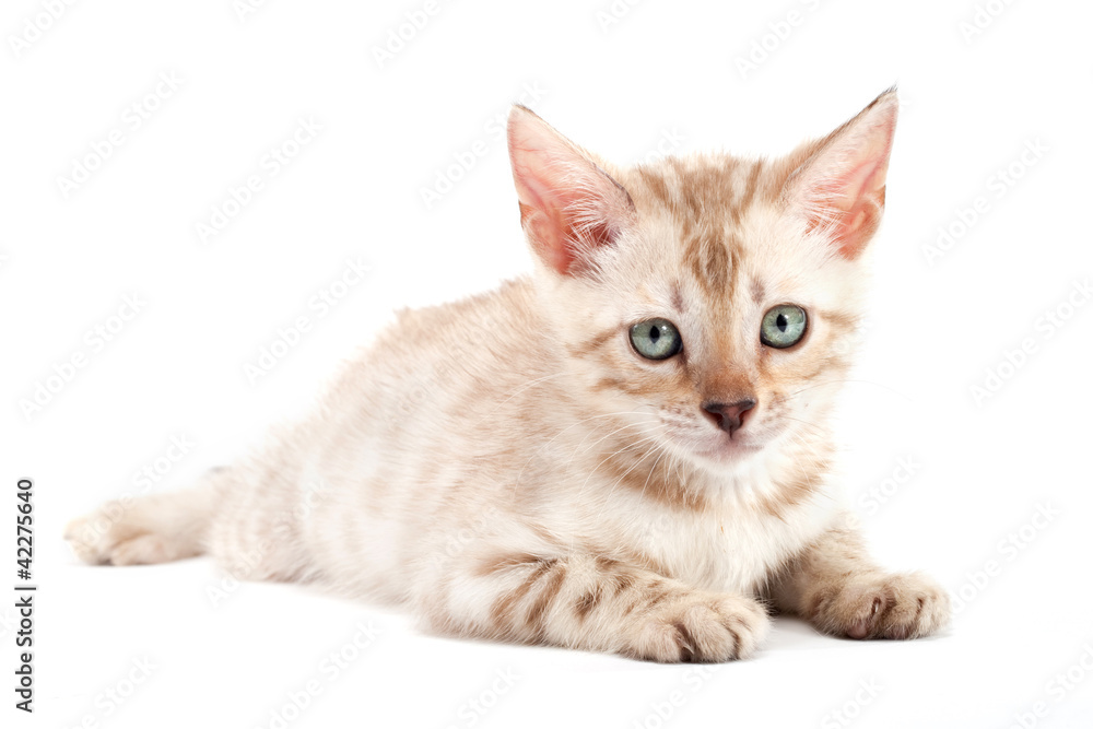 Kitten Bengal breed cat on light gray background