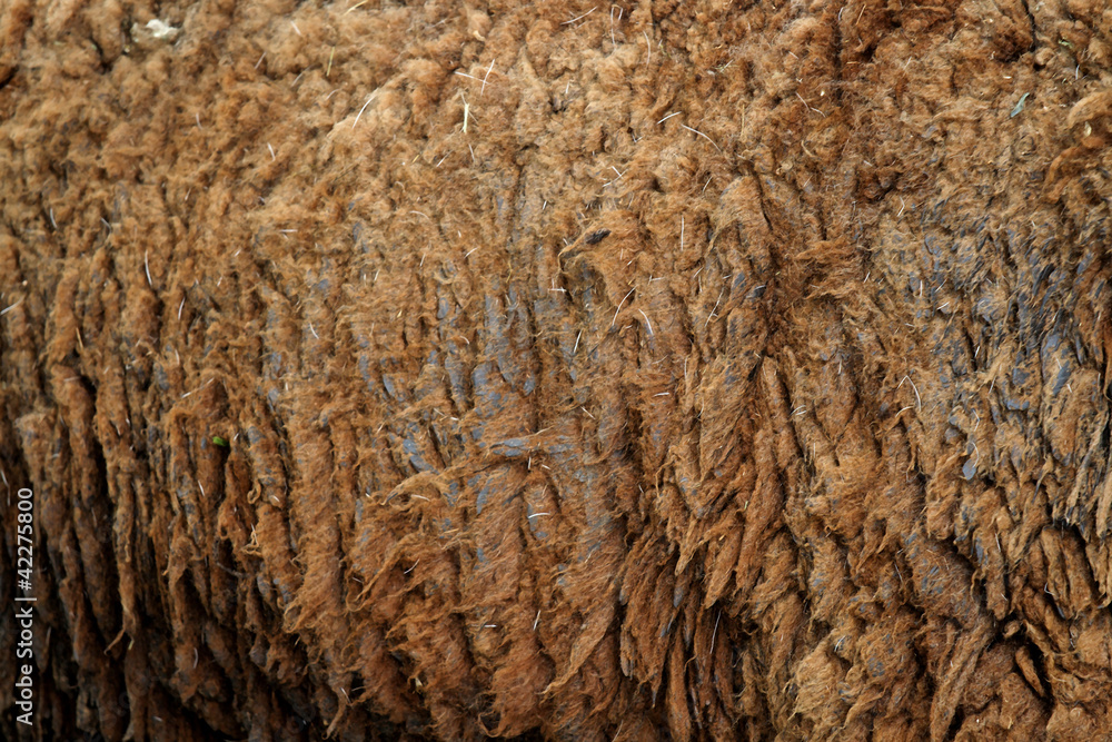Sheep hair (Texture) Sheep hair (Texture)