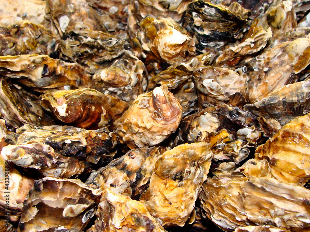 Oyster shells