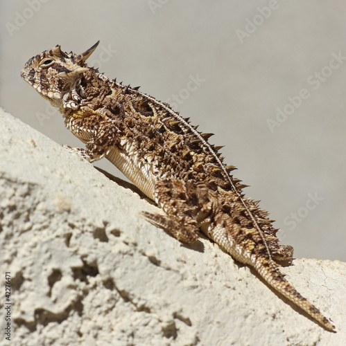 A Texas Horned Lizard Against a Stucco Wall photo