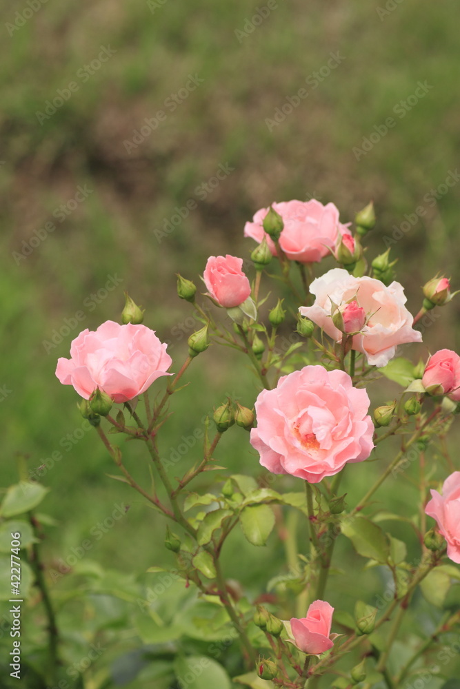 Beautiful  rose in a garden