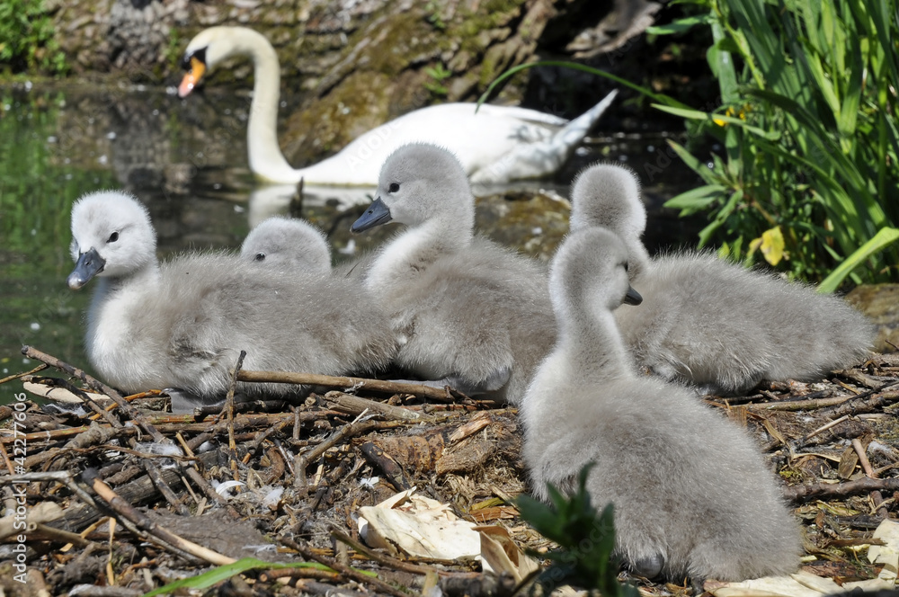 Mute Swan Cygnets On Nest Mute Swan Cygnets On Nest