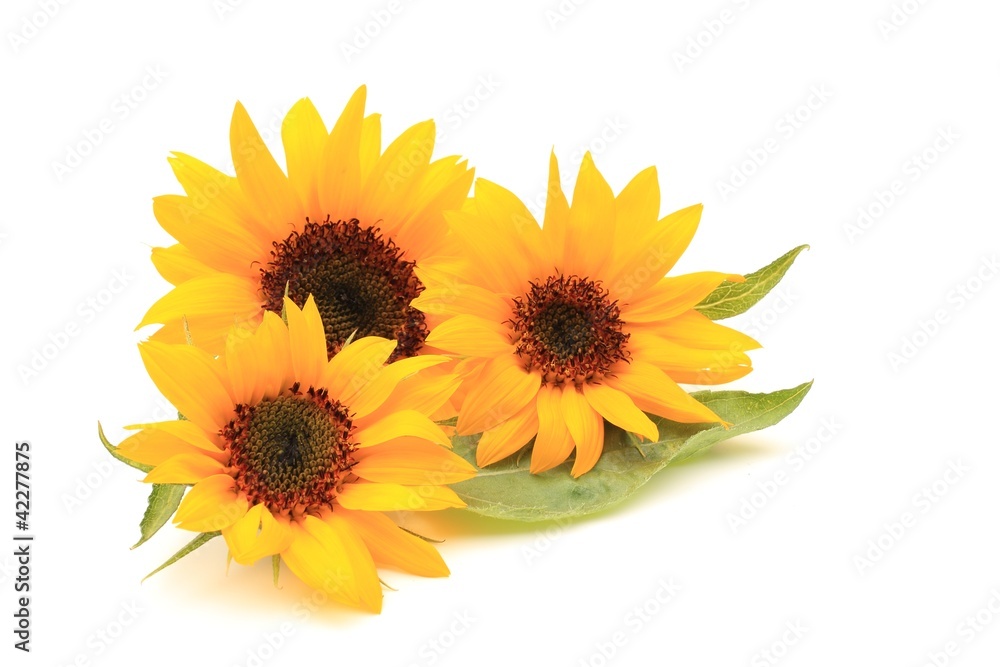 Obraz premium ヒマワリの花