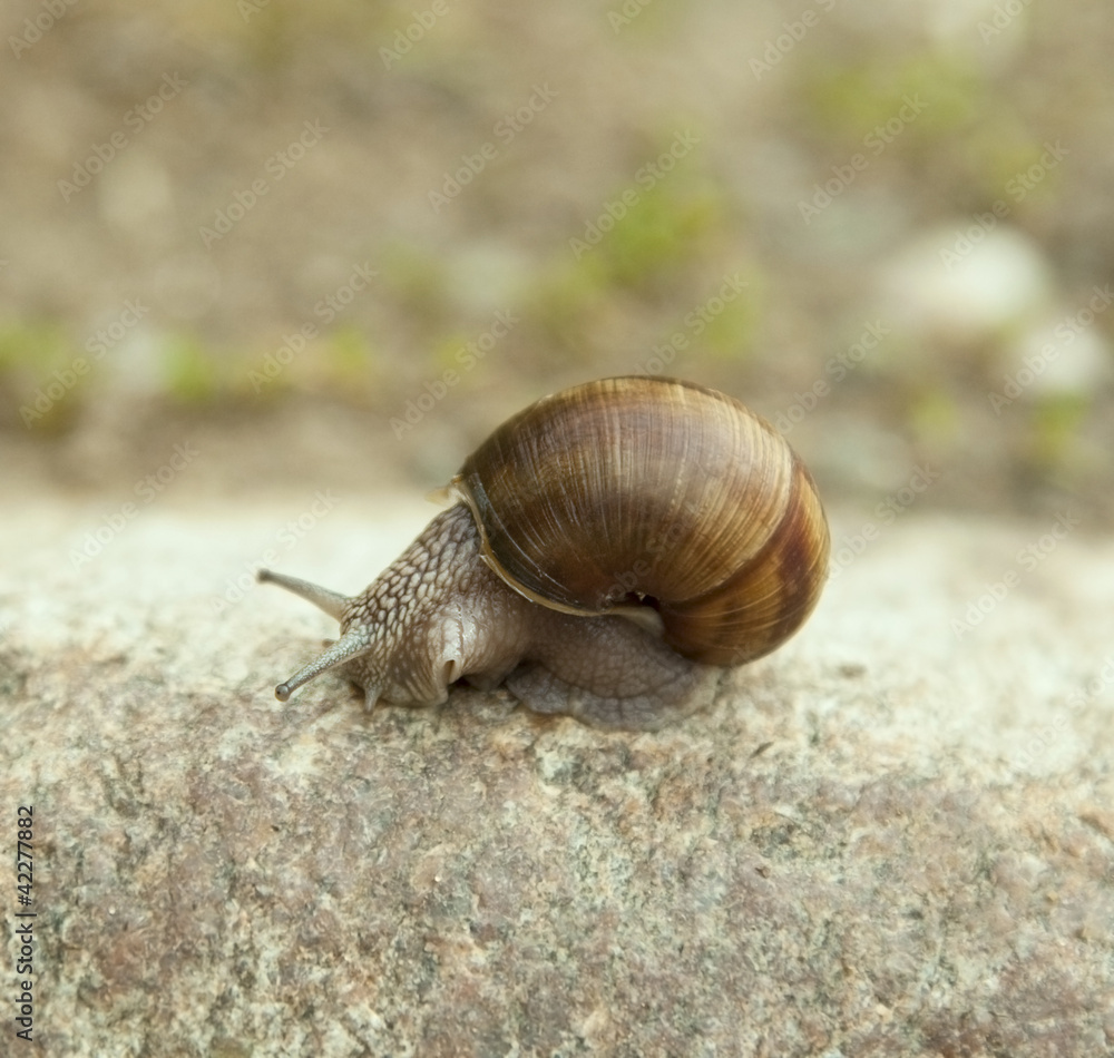 Snail on the stone Snail on the stone
