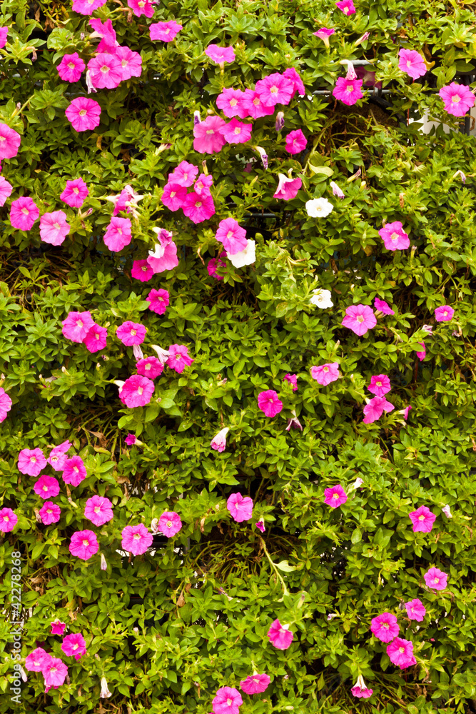 Fototapeta premium beautiful spring flowers .
