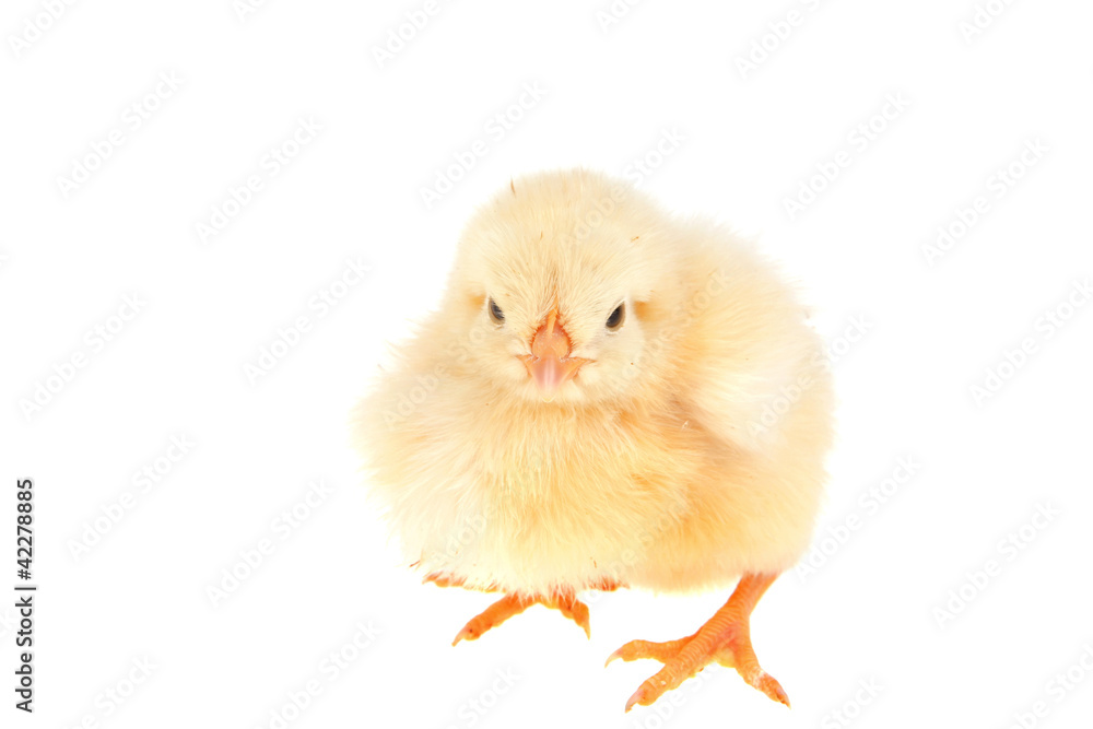 Obraz premium little yellow chicken