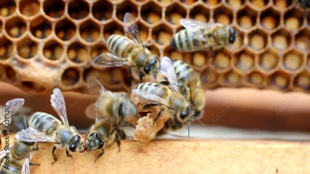 Extreme situation in the colony of bees Extreme situation in the colony of bees