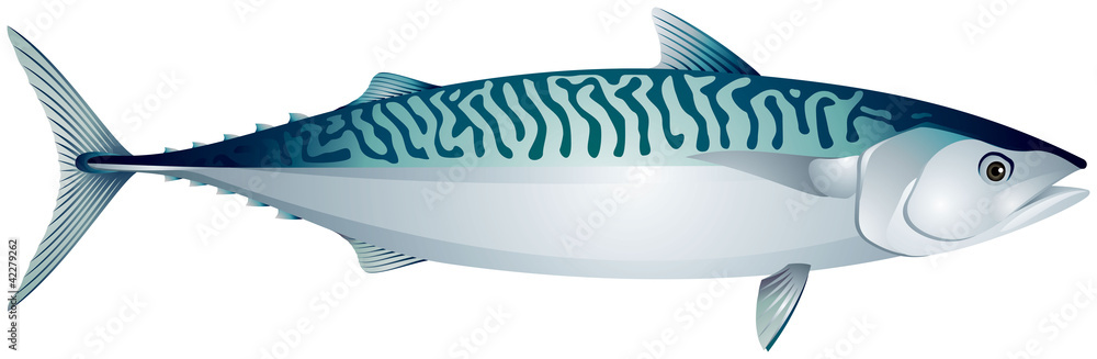 Obraz premium Mackerel, ocean fish