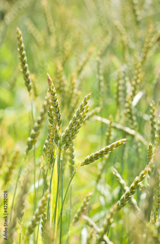 Obraz na plátně Dinkel (Triticum spelta)