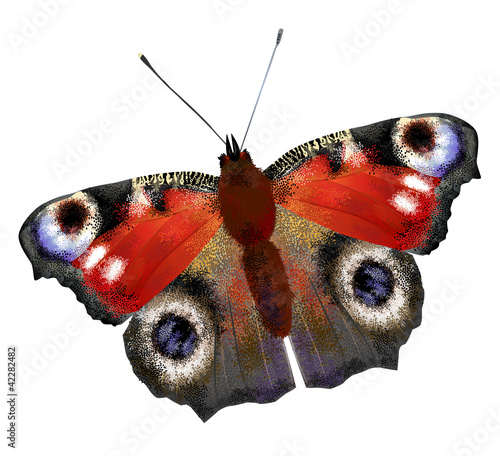 illustration of   European Peacock butterfly