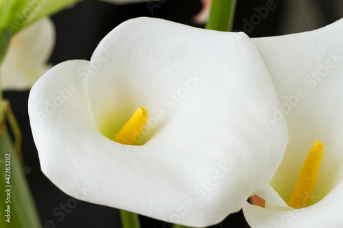 Fototapeta Naklejka Na Ścianę i Meble -  Calla