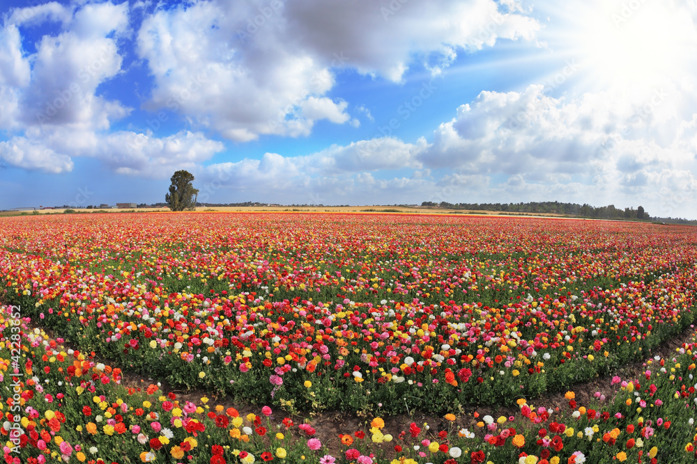 Multi-color field of blossoming  buttercups