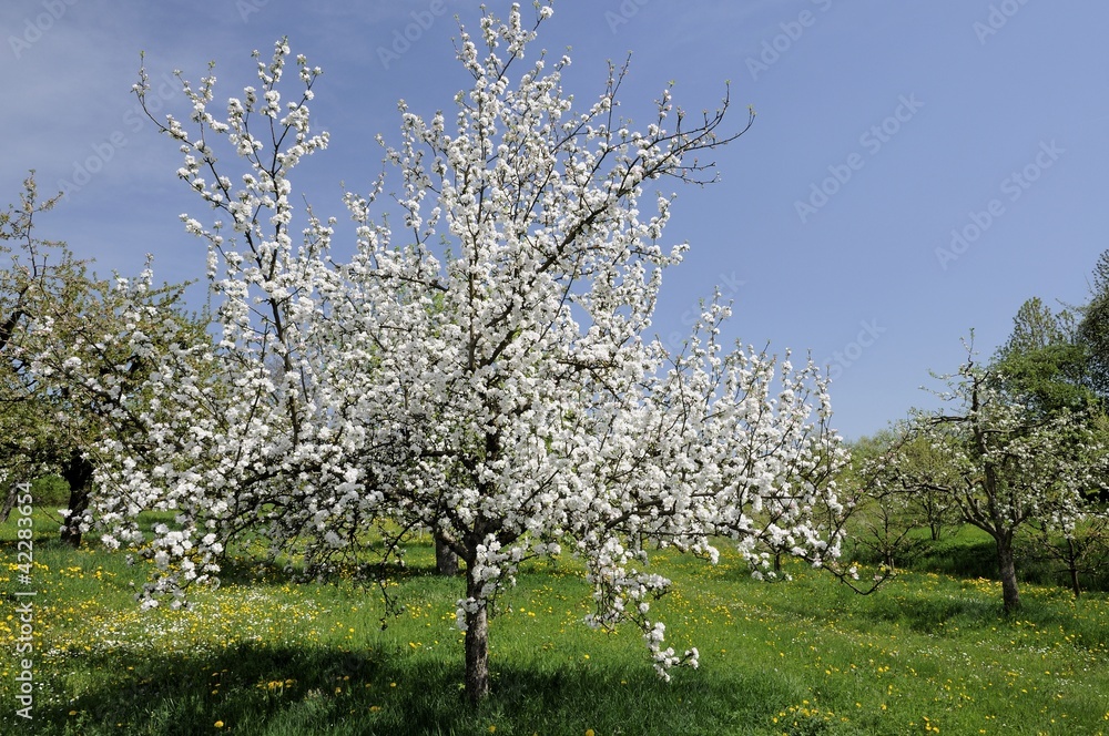 Naklejka premium blossoming orchard #2, baden