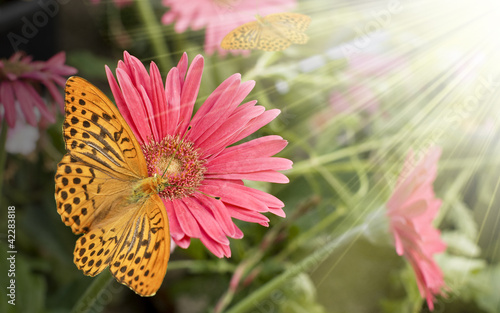 Farfalla fiore rosso photo