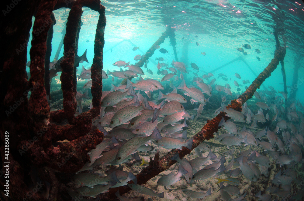 Fototapeta premium Underwater Mangrove snapper fish