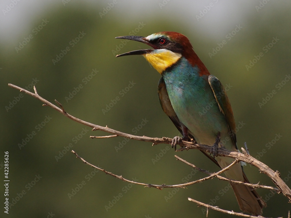 European bee-eater on branch, Merops apiaster European bee-eater on branch, Merops apiaster