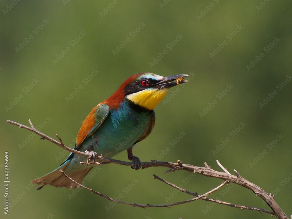 European bee-eater on branch, Merops apiaster European bee-eater on branch, Merops apiaster
