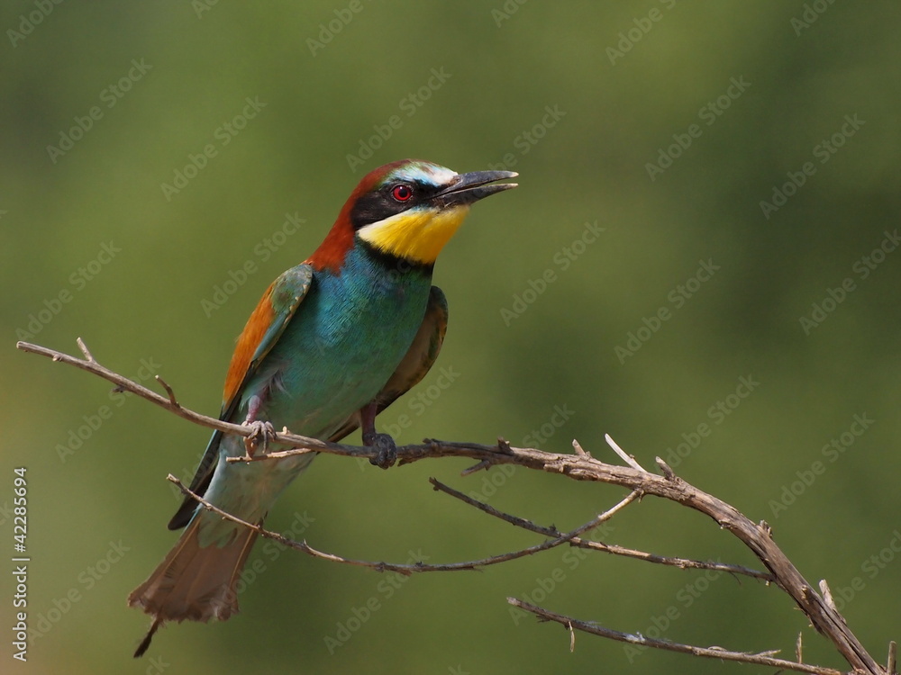 European bee-eater on branch, Merops apiaster European bee-eater on branch, Merops apiaster