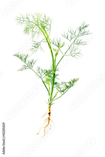 Green dill with root isolated on white background. Studio macro
