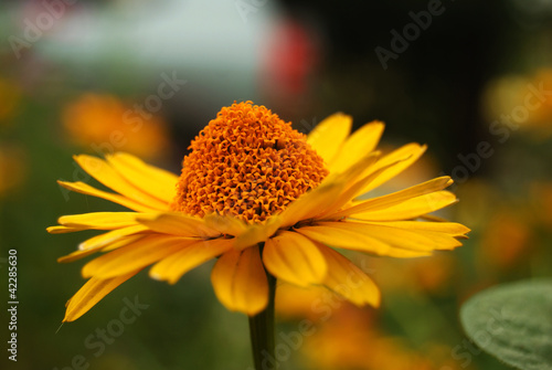 flower petals