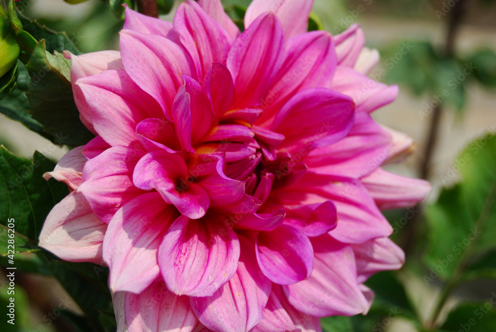 Obraz premium flower petals