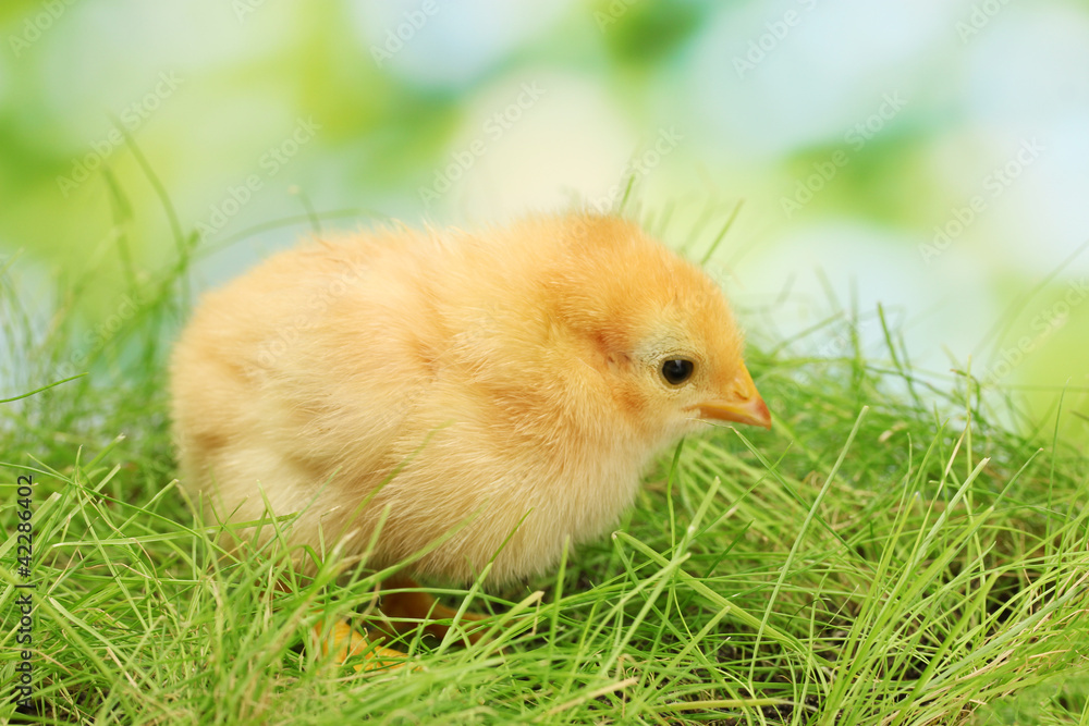 beautiful little chicken on green grass in garden beautiful little chicken on green grass in garden