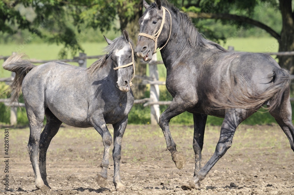 Obraz premium Horse fight