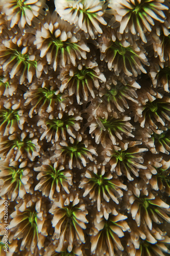 Texture and pattern details of hard coral
