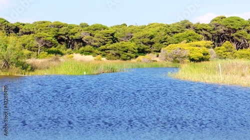 Kalogria lagoon and forest, Greece photo