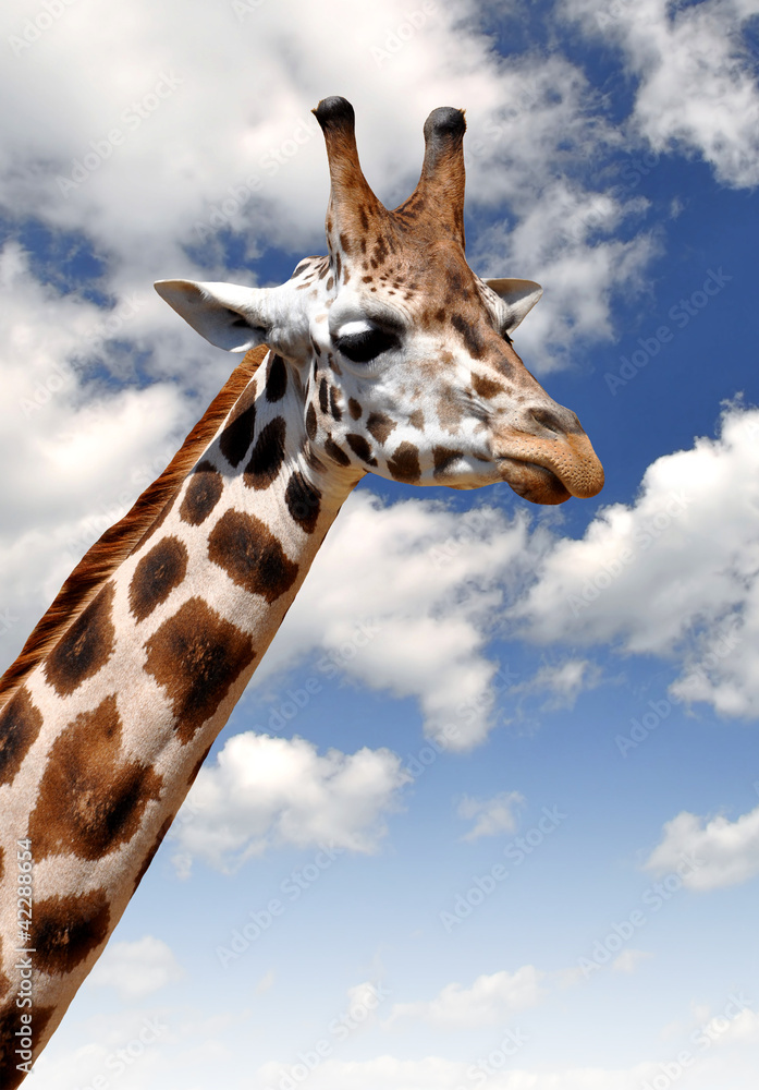 Obraz premium Giraffe