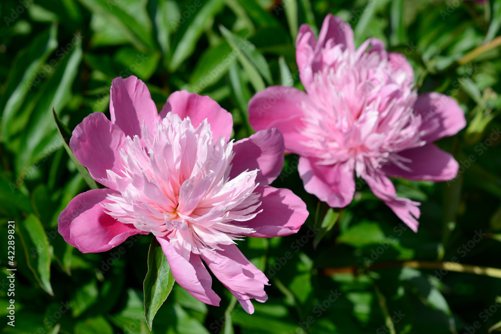 Obraz premium Pfingstrosen