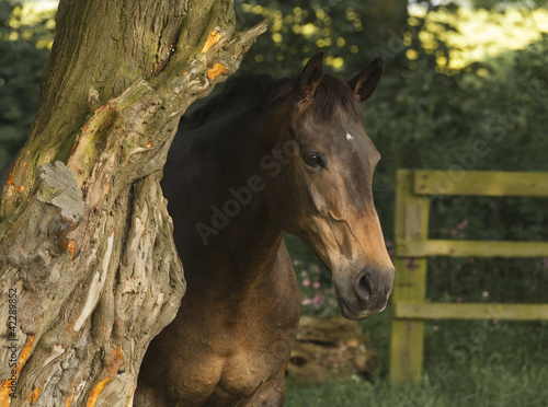 Chestnut mare © grahammoore999