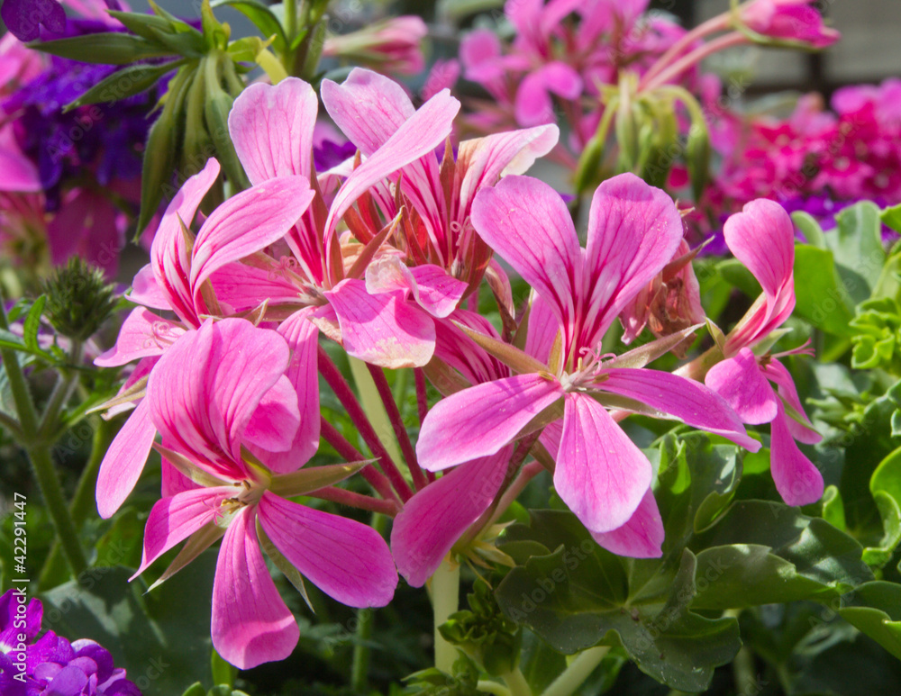 pink flowers pink flowers