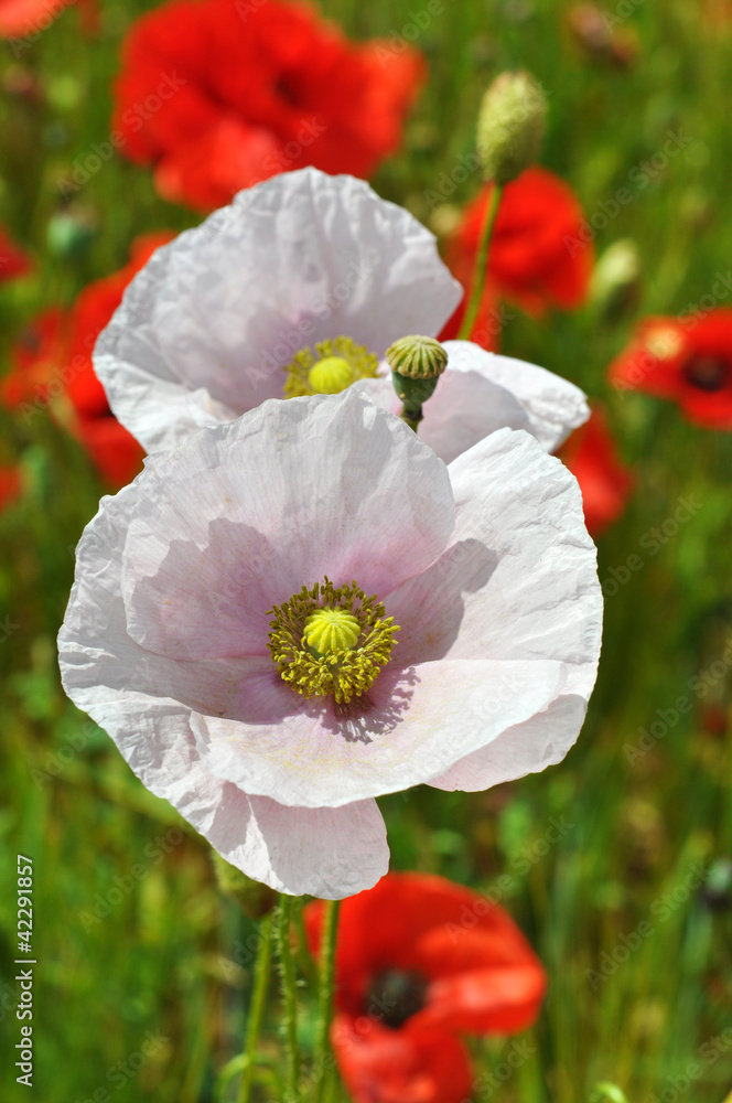 Fototapeta premium Mohnblumen