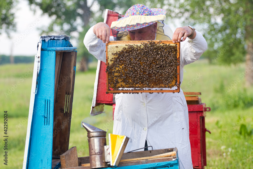 Beekeeper with honeycombs