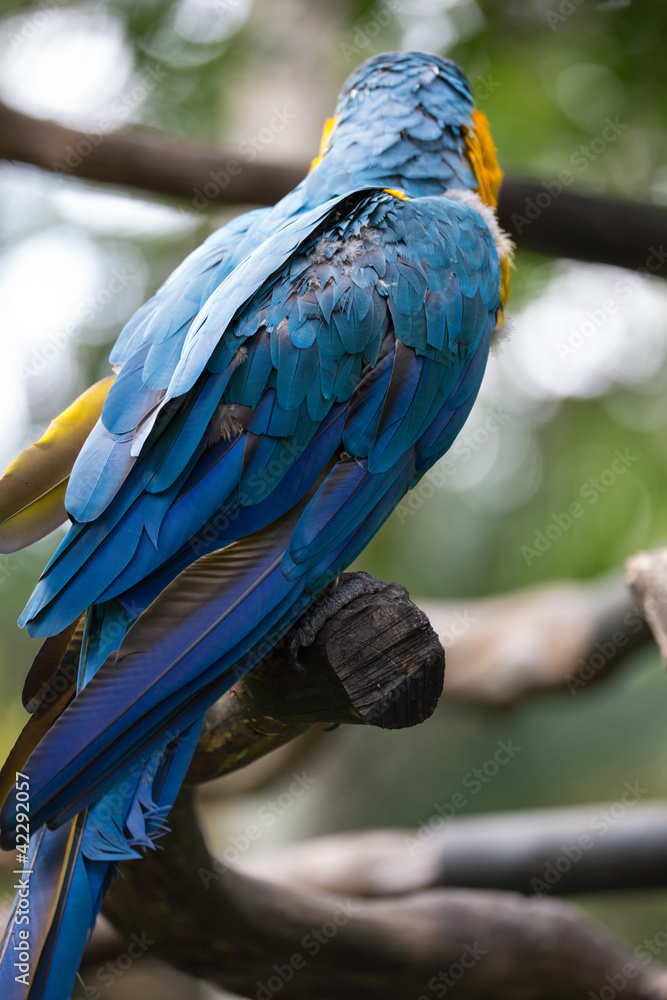 Obraz premium Scarlet Macaw on Perch