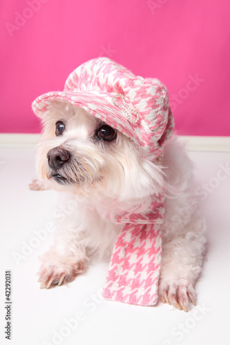 Pampered maltese terrier