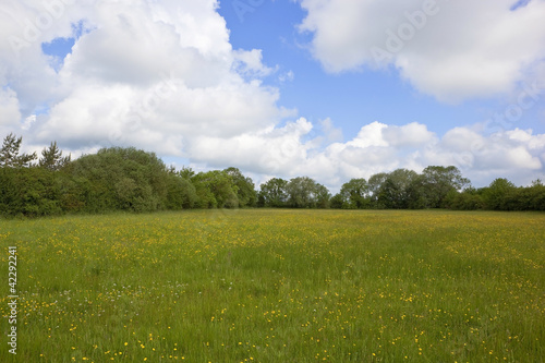 wildflower hay meadow