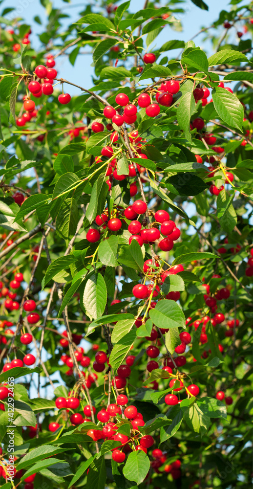 Ripe juicy red cherries Ripe juicy red cherries