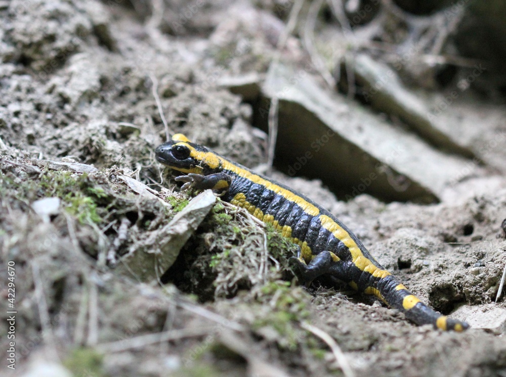 Feuersalamander im Nationalpark Kellerwald