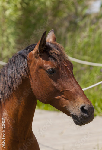 Closeup of a horse © 135pixels