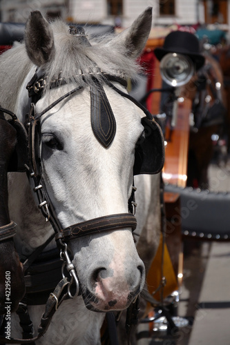 Horse in Vienna