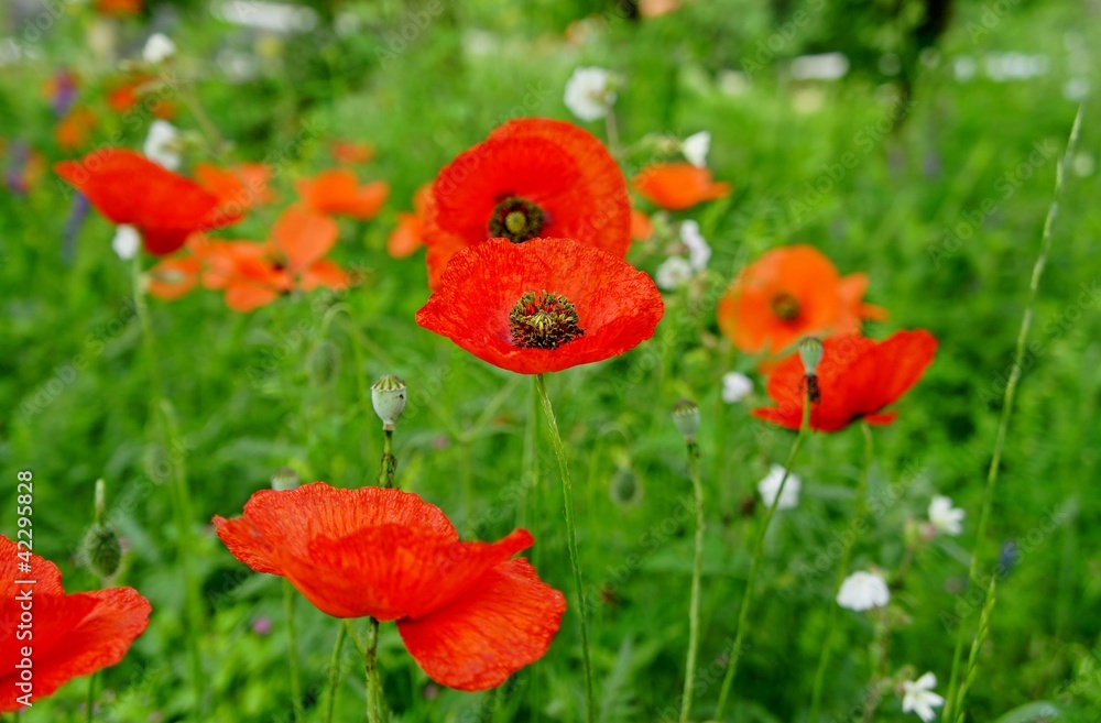 Fototapeta premium coquelicots dans un pré