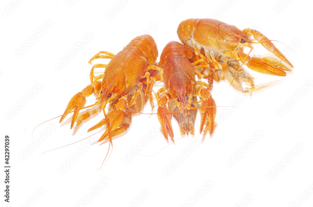 crayfish crayfish