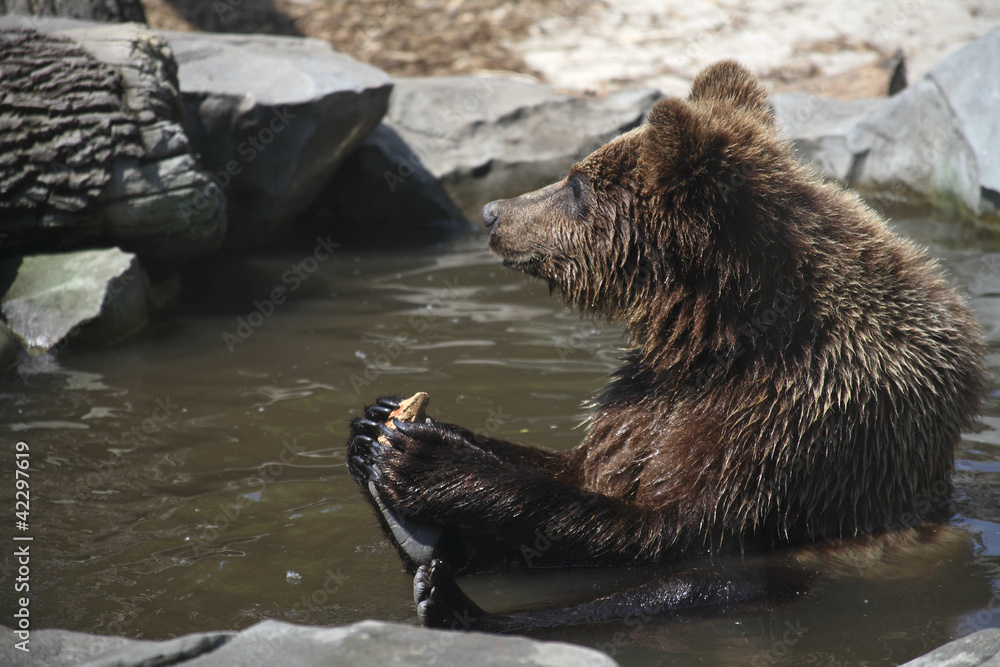 Obraz premium brown bear, funny